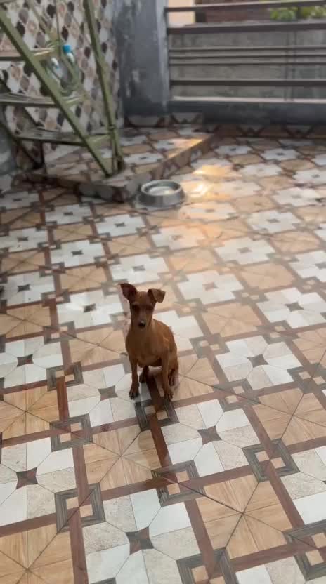 Dachshund Puppy, farm video