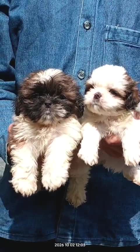 Shih Tzu | Black Color, farm video