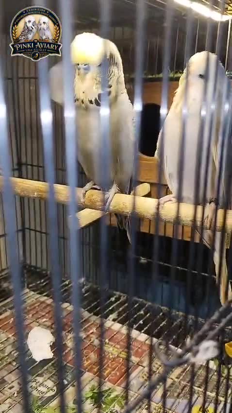 Exhibition Budgies, farm video