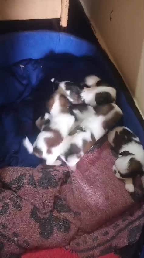Shih Tzu | Tri Color Puppy, farm video