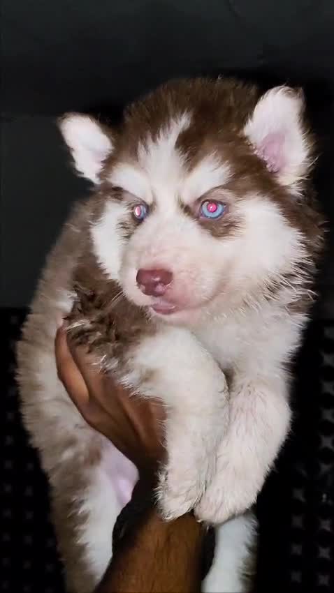 Siberian Husky Puppy | White Color, farm video