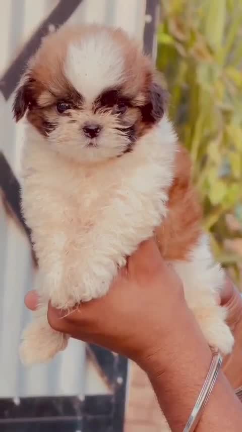 Shih Tzu | Tri Color Puppy, farm video