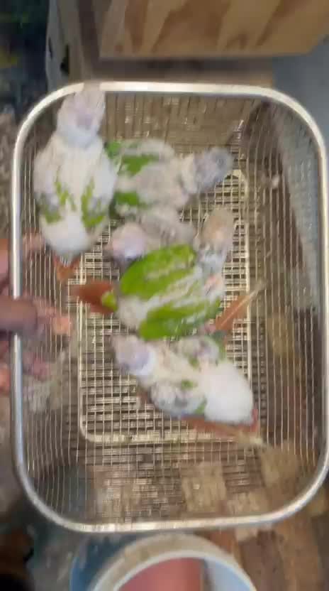 Pineapple Headed Conure, farm video