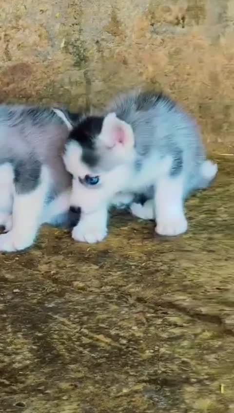 Siberian Husky Puppy | Black & White Color, farm video