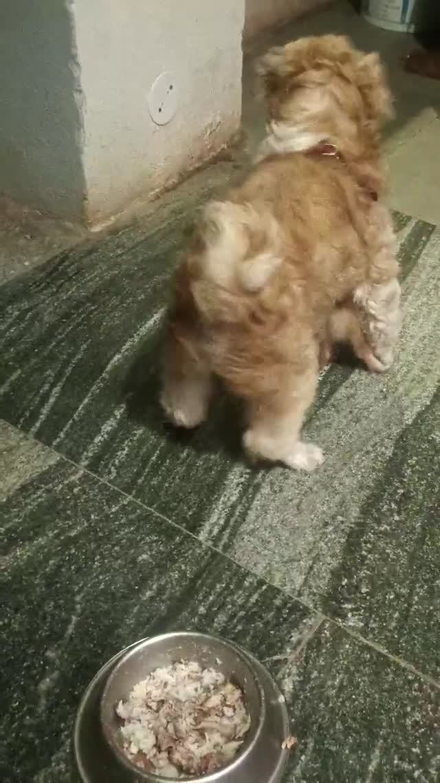 Dachshund Puppy, farm video