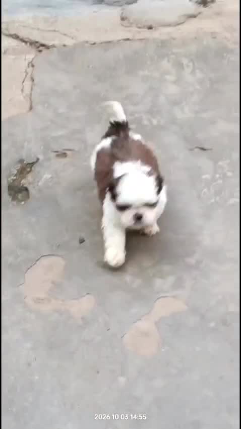 Shih Tzu | Black & White Color, farm video