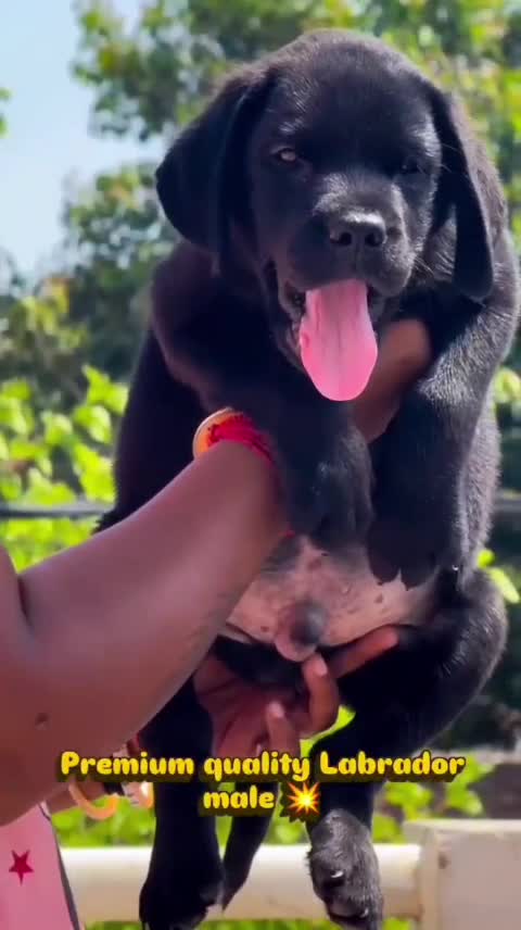 Beagle Black & Tan Puppy, farm video