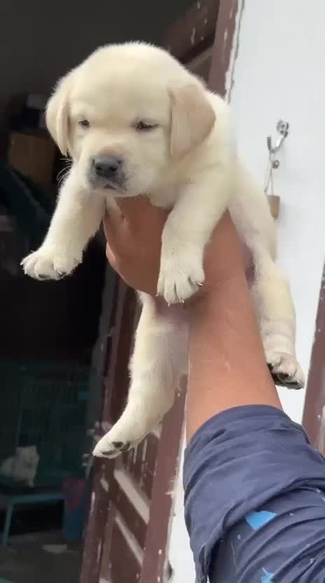 Beagle Black & Tan Puppy, farm video