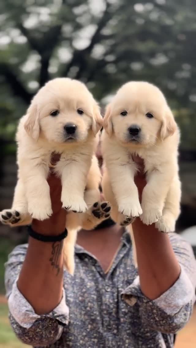 Golden Retriever, farm video