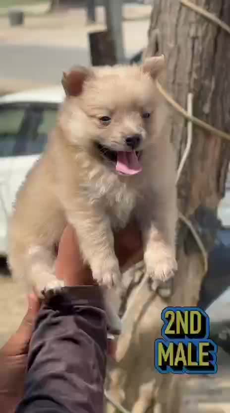 Culture Pom Puppy | White Color, farm video