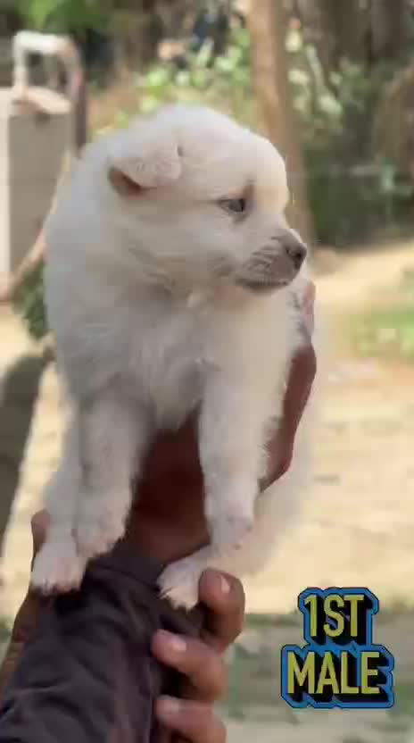 Culture Pom Puppy | White Color, farm video