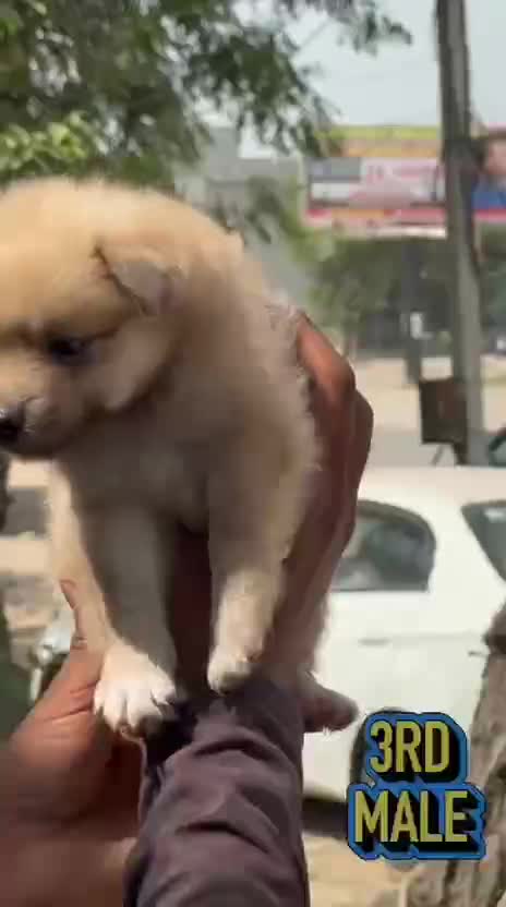 Culture Pom Puppy | White Color, farm video