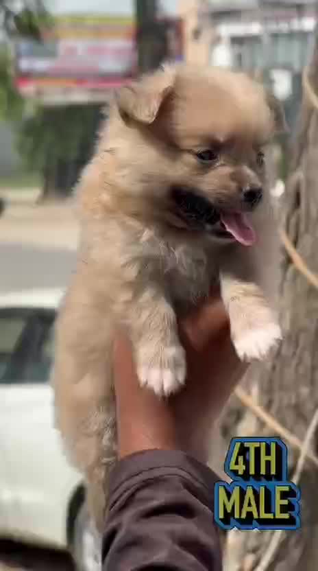 Culture Pom Puppy | White Color, farm video