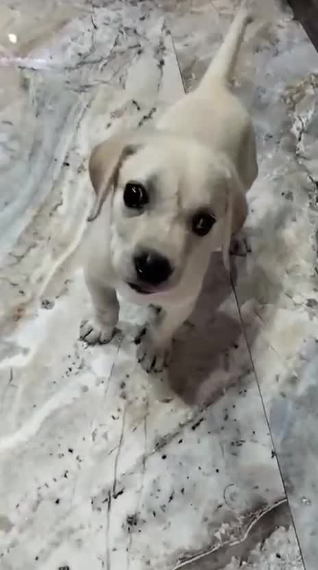 Beagle Black & Tan Puppy, farm video