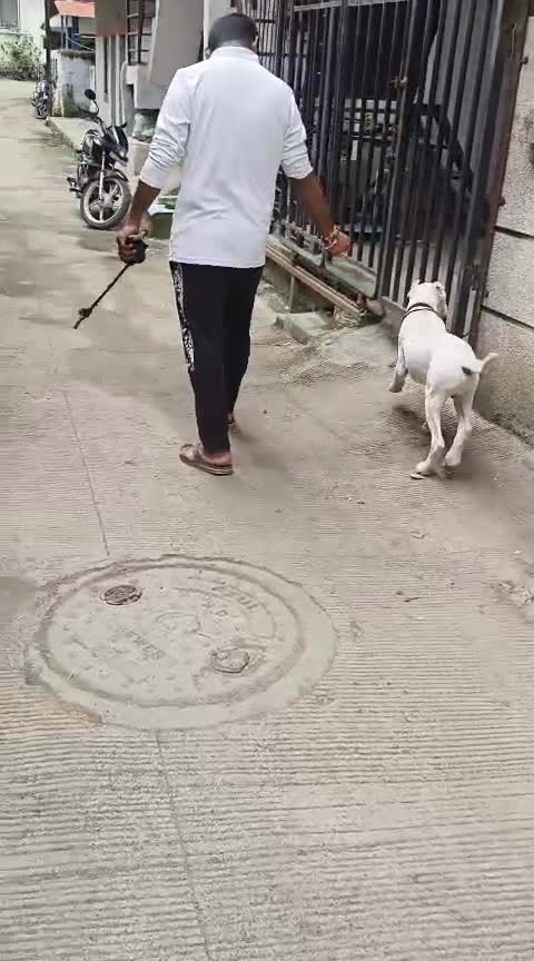 Dogo Argentino Puppy, farm video