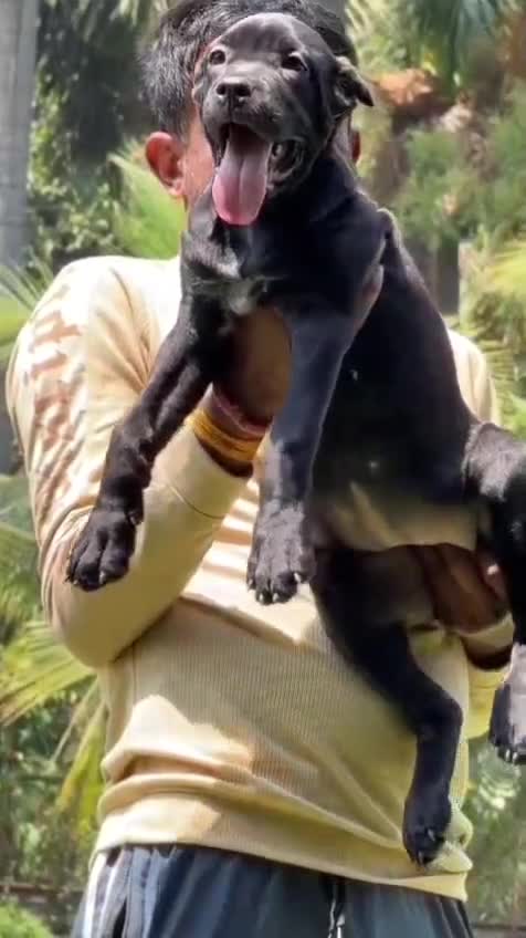 Cane Corso Puppy, farm video