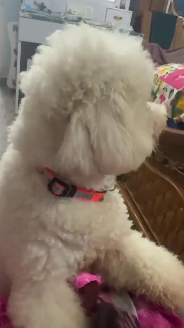 Standard Poodle Puppy, farm video