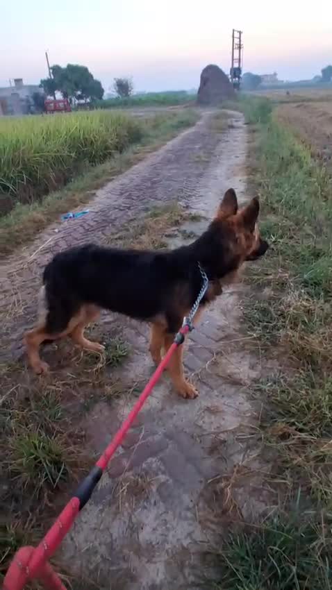 German Shepherd Puppy | Z Black, farm video