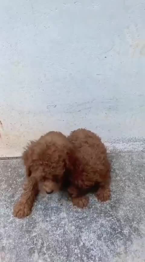 Toy Poodle Puppy, farm video