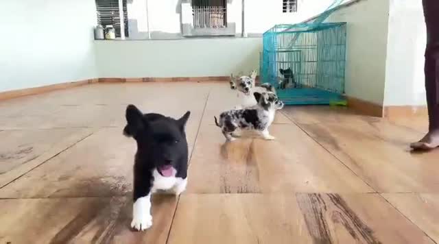 Dachshund Puppy, farm video