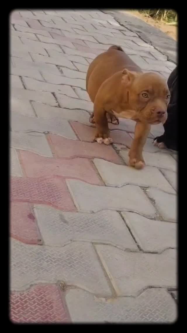 American Bully Pocket Size Puppy, farm video