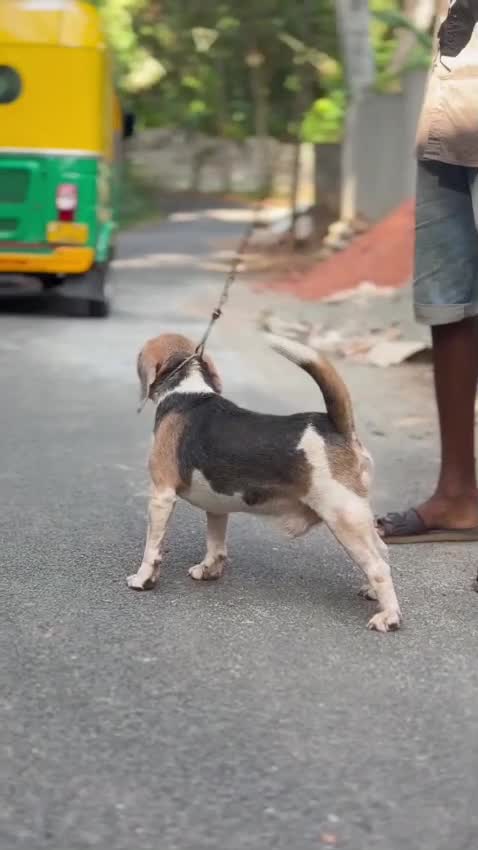 Beagle Black & Tan Puppy, farm video