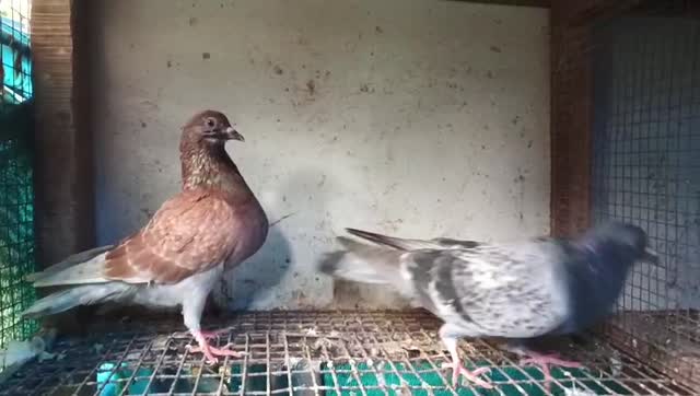 Homer Pigeon, farm video