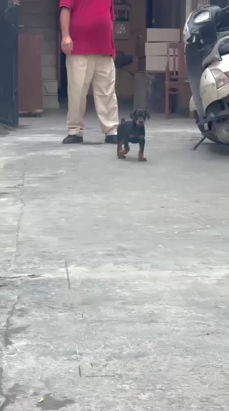 European Doberman Puppy, farm video