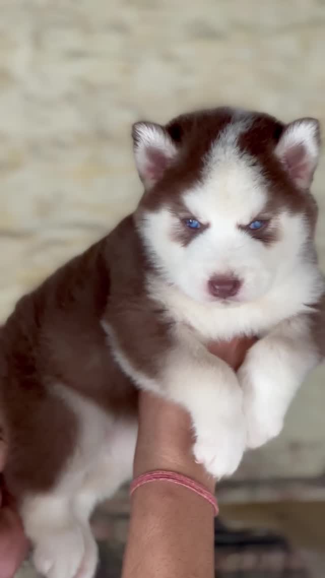 Siberian Husky Puppy | Copper & White Color, farm video