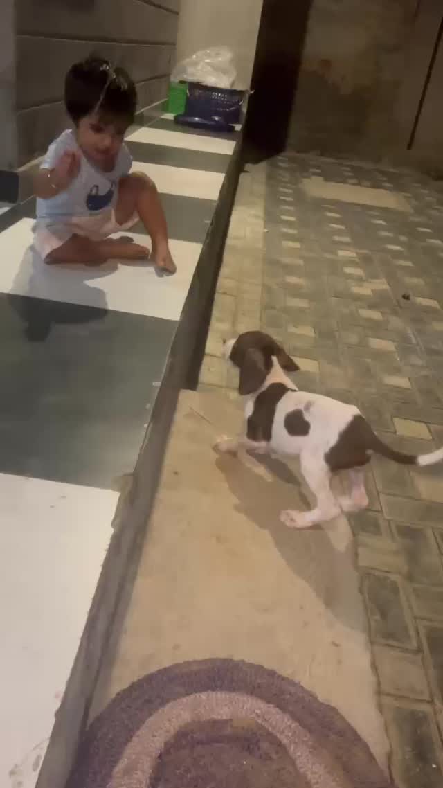 Dachshund Puppy, farm video
