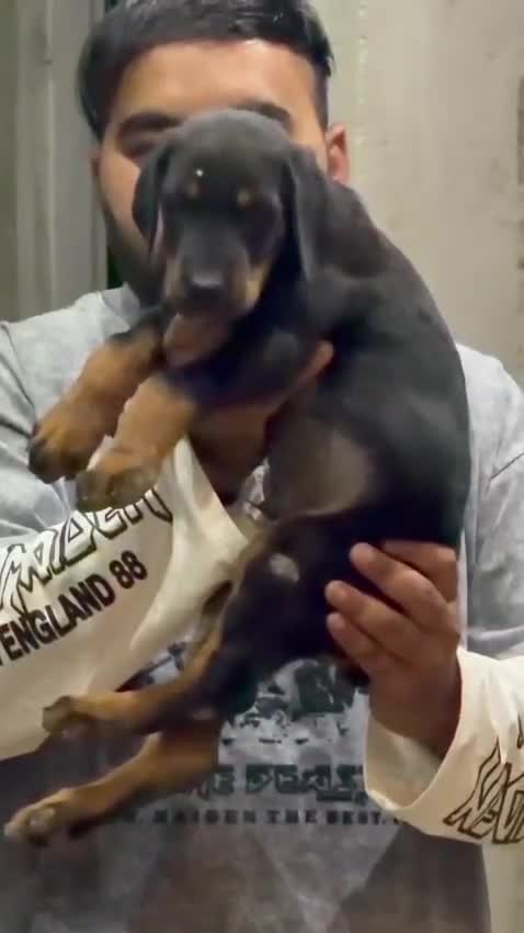 European Doberman Puppy, farm video