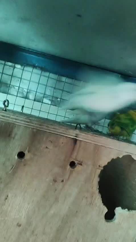 African Love Birds | Cobalt Blue, farm video