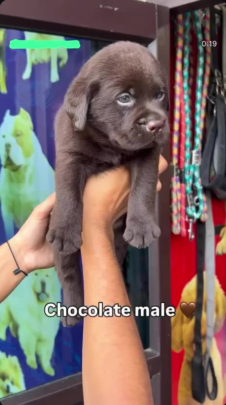 Beagle Black & Tan Puppy, farm video