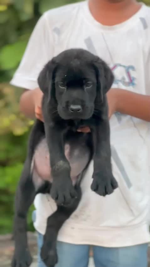 Beagle Black & Tan Puppy, farm video