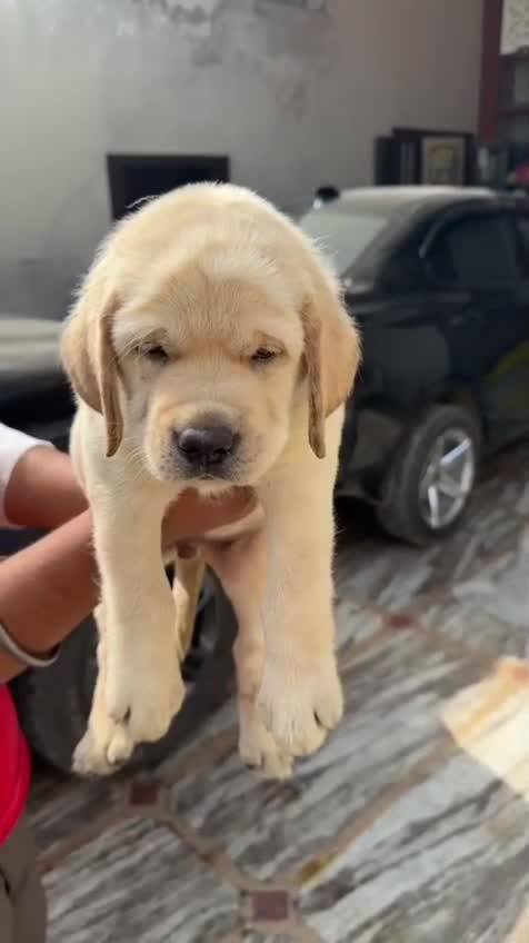Beagle Black & Tan Puppy, farm video