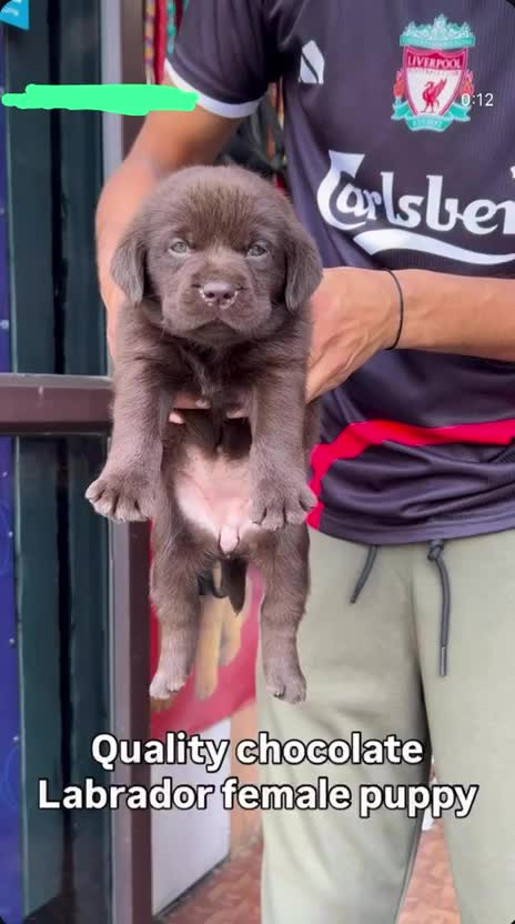 Dachshund Puppy, farm video