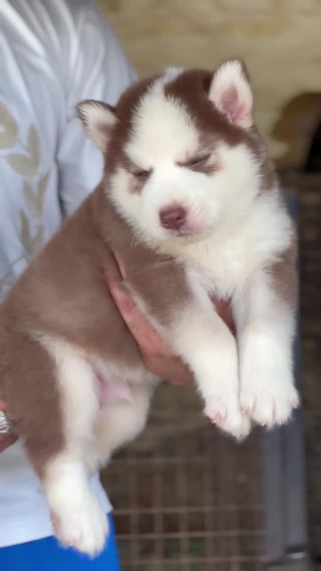 Siberian Husky Puppy | White Color, farm video