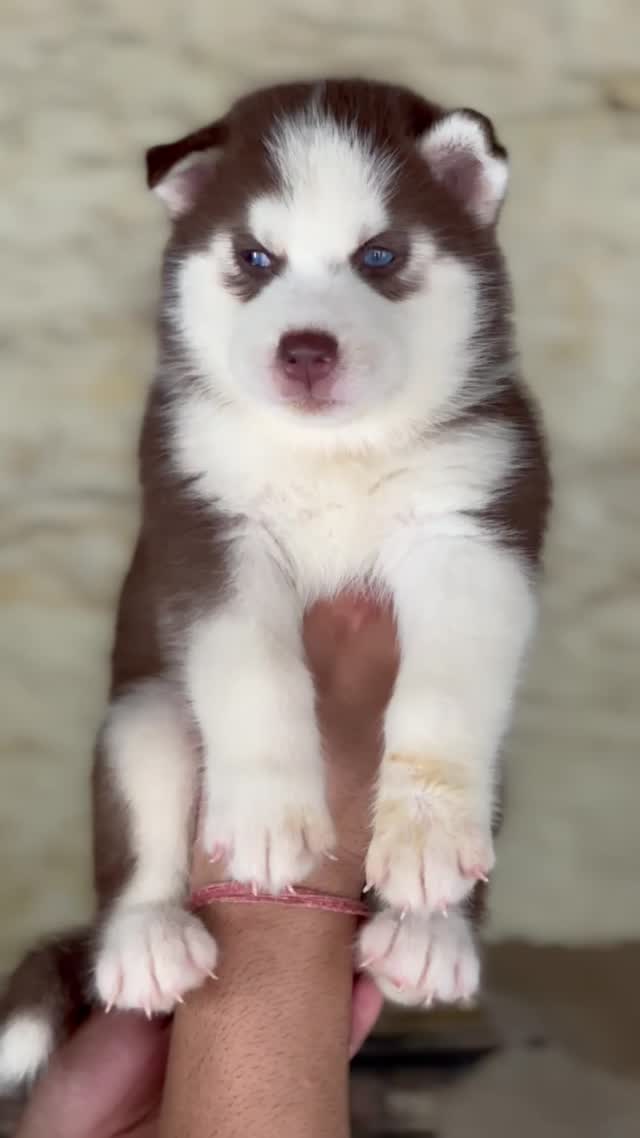 Siberian Husky Puppy | White Color, farm video