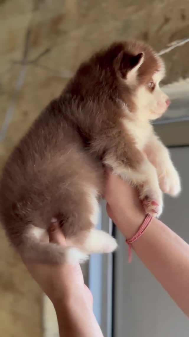 Dachshund Puppy, farm video
