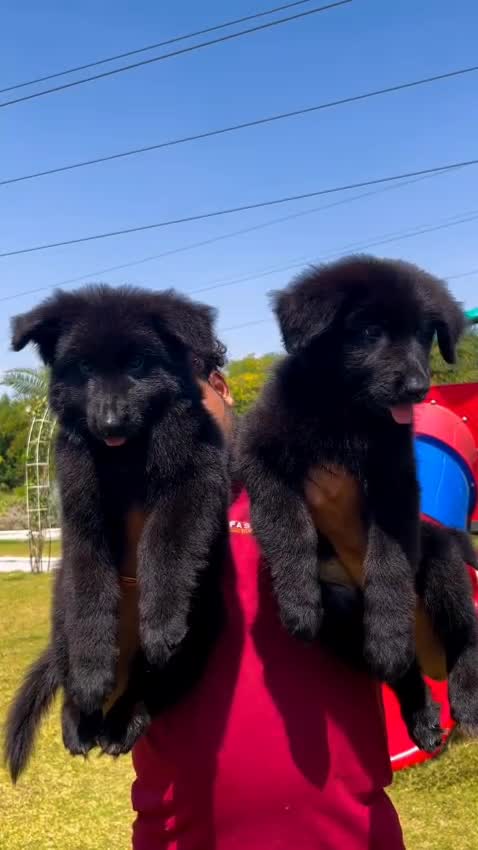German Shepherd Puppy, farm video