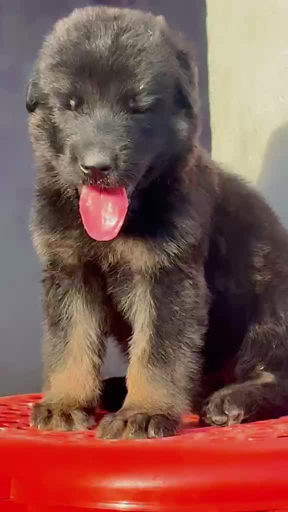 German Shepherd Puppy, farm video
