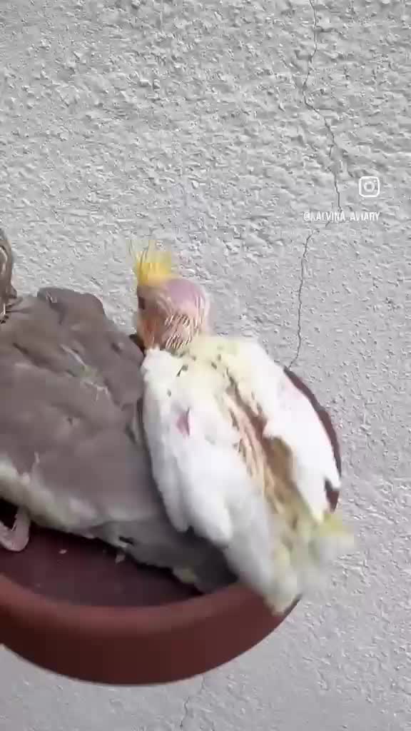 Cockatiel | Albino, farm video