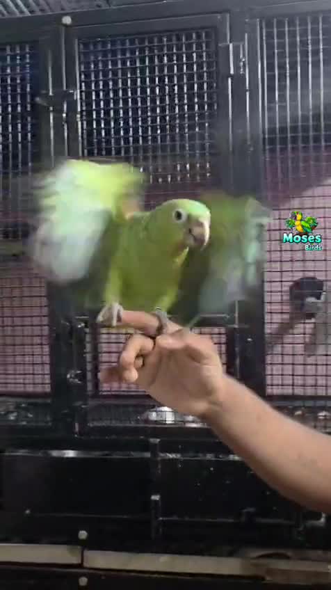Orange Wing Amazon Parrots, farm video
