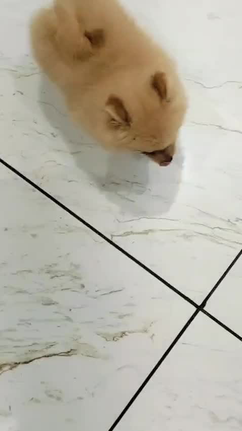 Pomeranian Puppy, farm video