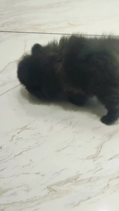 Pomeranian Puppy, farm video