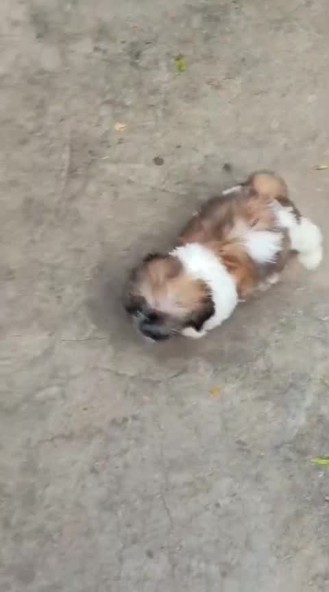 Shih Tzu Puppy Brown & White, farm video