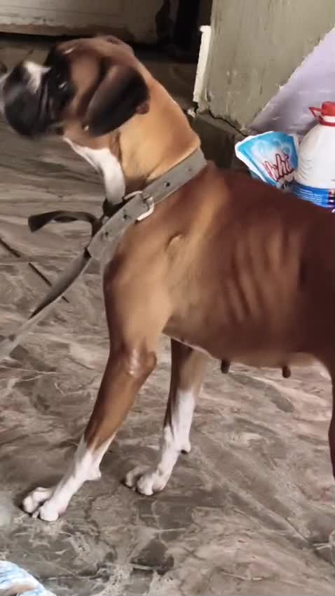 Boxer Puppy, farm video