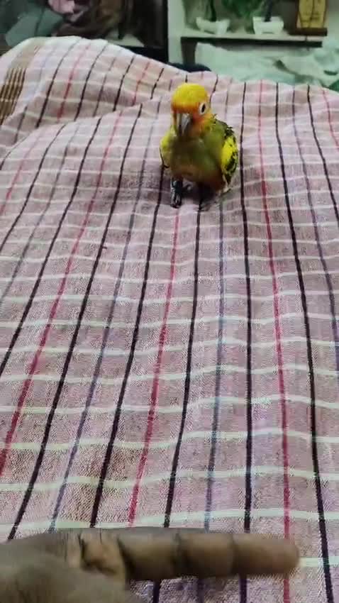 Sun Conure, farm video