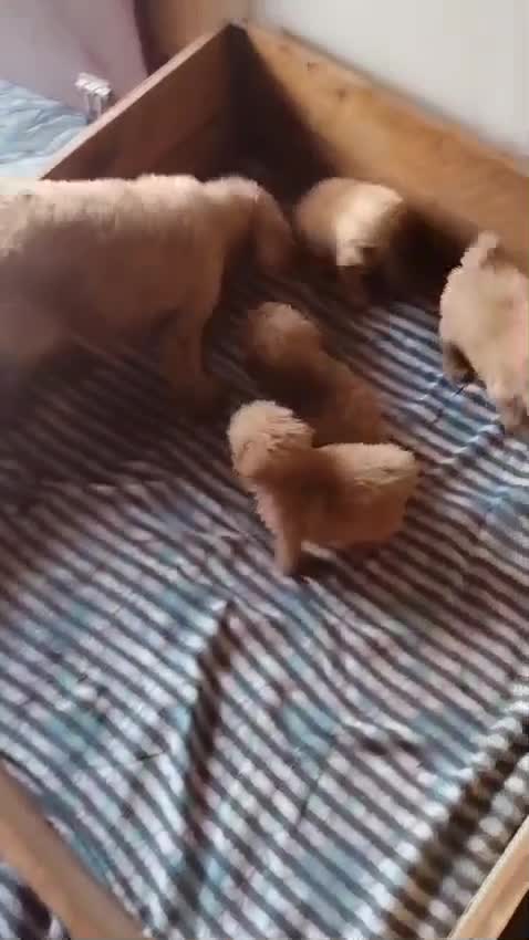 Standard Poodle Puppy, farm video