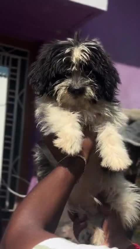 Lhasa Apso Puppies, farm video